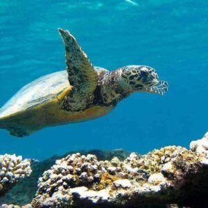Hurghada: Full-Day Snorkeling Escape in Abu Dabbab
